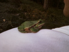 Hyla molleri