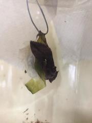 Autoplusia gammoides