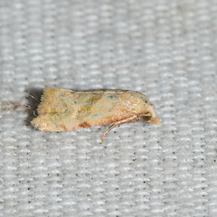 Platphalonidia magdalenae
