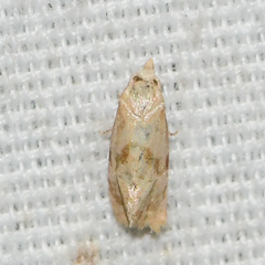 Platphalonidia magdalenae