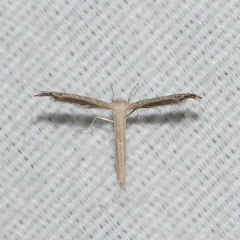 Lioptilodes albistriolatus