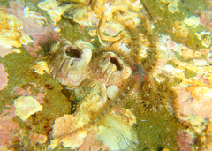 Ophiothrix