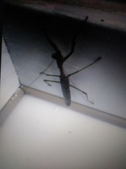 Stagmomantis carolina