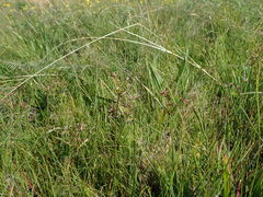 Cyperus sphaerospermus