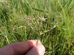 Cyperus sphaerospermus