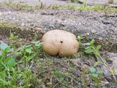 Scleroderma citrinum