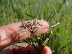 Cyperus sphaerospermus