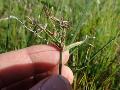 Cyperus sphaerospermus
