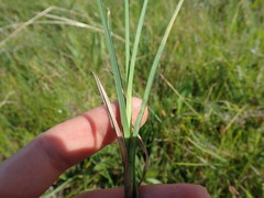 Cyperus sphaerospermus