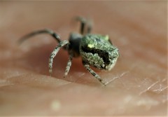 Socca pustulosa
