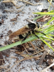 Mallophora bomboides