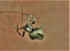 Socca pustulosa