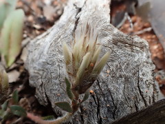 Ptilotus seminudus