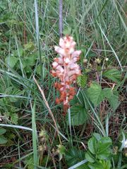 Orobanche picridis