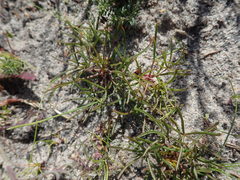 Oxalis polyphylla pentaphylla