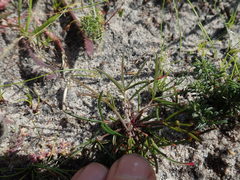 Oxalis polyphylla pentaphylla