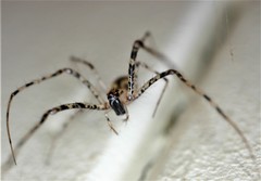 Australomimetus maculosus