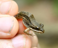 Leptodactylus insularum