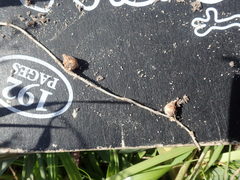 Oxalis polyphylla pentaphylla