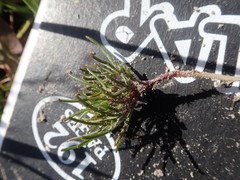 Oxalis polyphylla pentaphylla