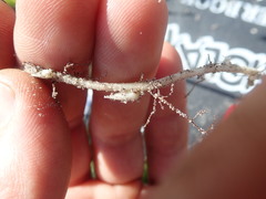 Oxalis polyphylla pentaphylla