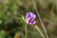 Osbeckia chinensis