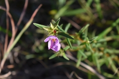 Osbeckia chinensis