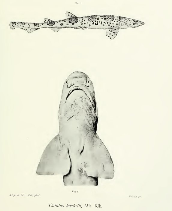 Freckled catshark