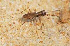 Parvindela cursitans