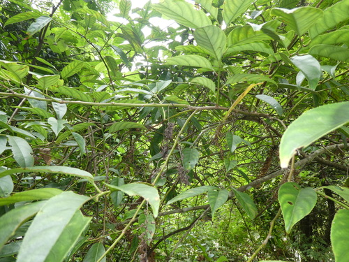 Image of Chinese Sweetspire (Itea chinensis) by (c) Aaron Liston, some rights reserved (CC BY)
