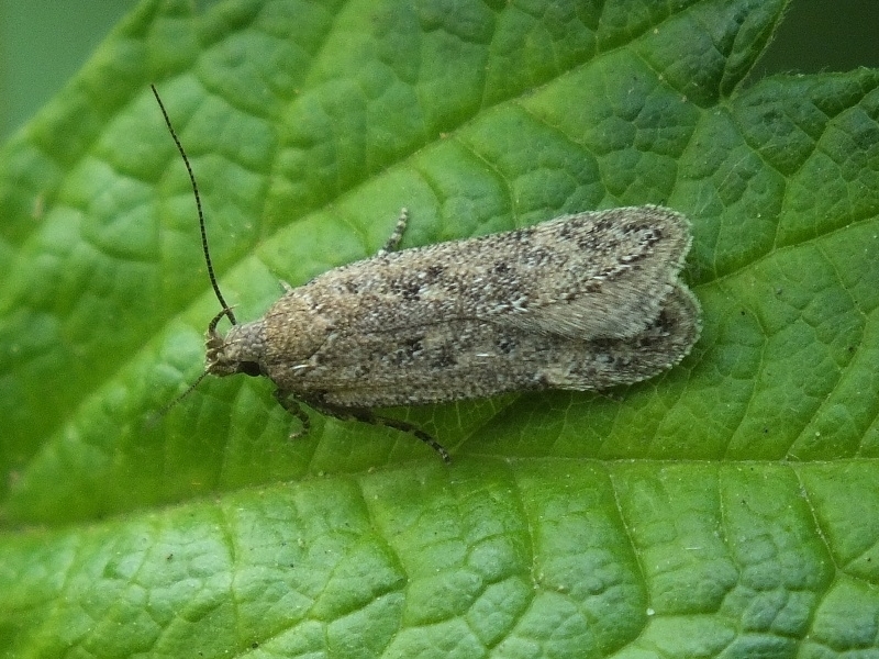 Dull Red Groundling