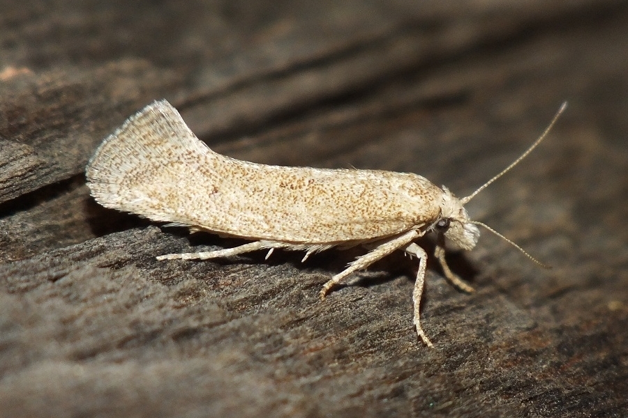 Metanarsia modesta