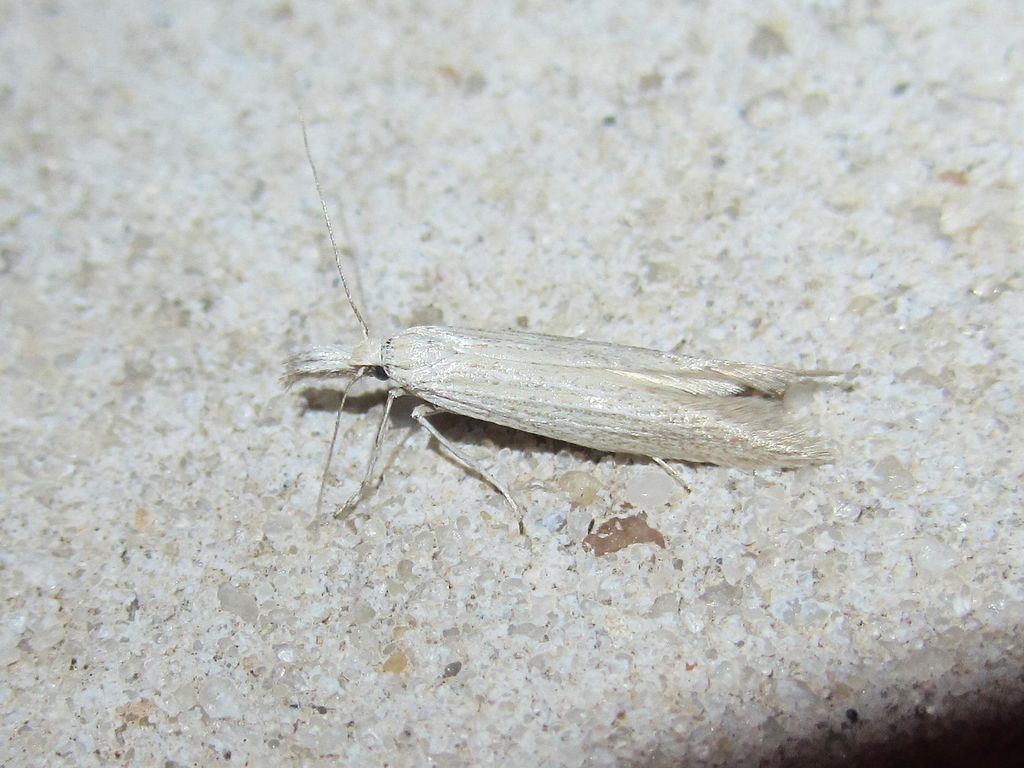 Brown-winged knapweed root moth