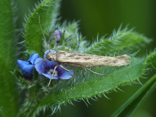 Chenopodium Scythris Moth