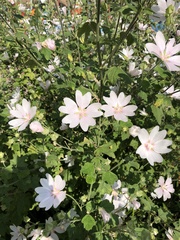 Malva thuringiaca