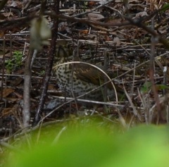 Turdus philomelos