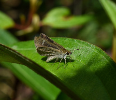 Aeromachus pygmaeus