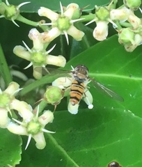 Episyrphus balteatus