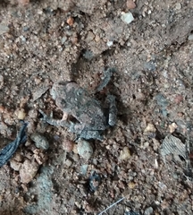 Duttaphrynus melanostictus