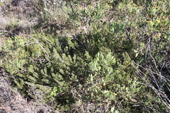 Phylica parviflora
