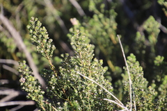 Phylica parviflora