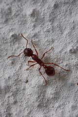 Myrmica rubra
