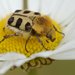 Bee Beetle - Photo (c) AnneTanne, some rights reserved (CC BY-NC)