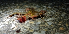 Bufo stejnegeri