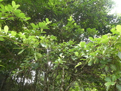 Cornus hongkongensis