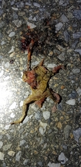 Bufo stejnegeri