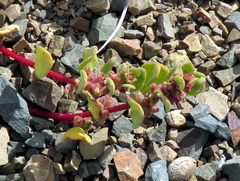 Tetragonia microptera
