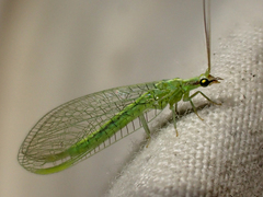 Meleoma emuncta