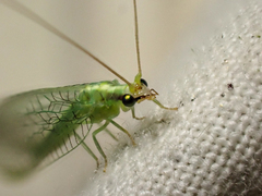 Meleoma emuncta