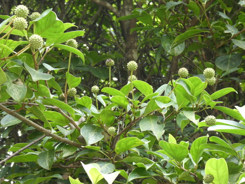 Image of Cornus hongkongensis by (c) Aaron Liston, some rights reserved (CC BY)